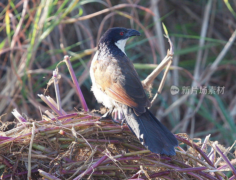 Coppery-tailed Coucal